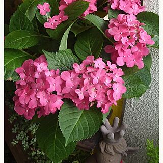 玄関/入り口/tanikzuki/blogやってます。/植物/オープンガーデン...などのインテリア実例 - 2014-04-18 06:47:50