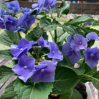 紫陽花/植物/ねこのいる日常/ねこが好き/植物のある暮らし...などのインテリア実例 - 2022-07-14 13:35:37