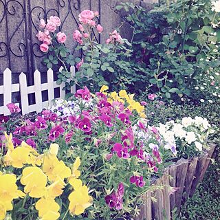 ベッド周り/バラいっぱいの庭にしたい！/ガーデニングのインテリア実例 - 2015-06-11 11:20:57