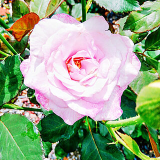 玄関/入り口/バラ/美しい薔薇/咲いてくれてありがとう♡/薔薇のある暮らし♡...などのインテリア実例 - 2021-07-12 10:34:16