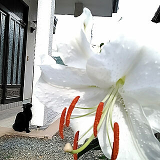 玄関/入り口/ねこと暮らす/実家/カサブランカ/7月31日...などのインテリア実例 - 2021-07-31 21:17:02