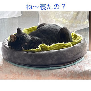 掃除中にアイロン台で寝ちゃった/よく寝るなぁ/春のねこ/今週もよろしくお願いします❁*.ﾟ/リビングのインテリア実例 - 2023-03-27 09:42:18