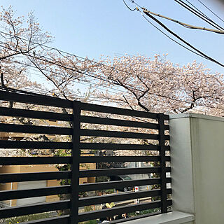 ベランダ/花見/桜のインテリア実例 - 2019-04-07 15:10:29