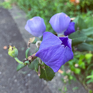 青紫の花/つぼみ/桔梗のインテリア実例 - 2022-08-25 07:44:49