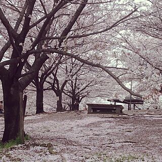 桜のじゅうたん/公園/うちじゃありません。/花のインテリア実例 - 2014-04-04 10:39:49