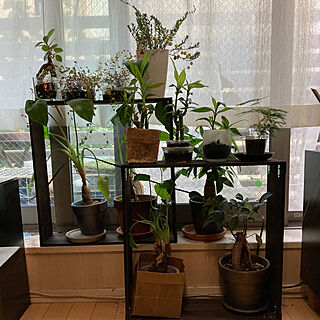 植物棚/植物のある部屋/植物/緑化/自然光...などのインテリア実例 - 2020-08-23 01:12:06