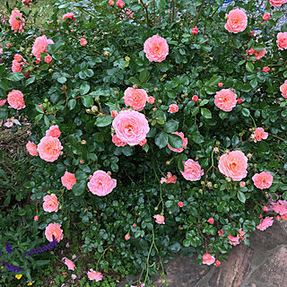 セージ/バラ/薔薇/お庭/お庭の花...などのインテリア実例 - 2019-05-20 21:01:56