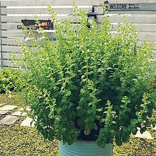 庭 カラミンサのおしゃれなインテリアコーディネート レイアウトの実例 Roomclip ルームクリップ 庭 カラミンサのおしゃれなインテリアコーディネート レイアウトの実例 Roomclip ルームクリップ