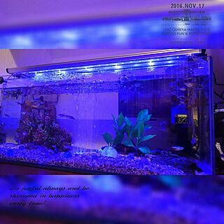 熱帯魚水槽/水槽/blueのインテリア実例 - 2016-11-17 00:36:55
