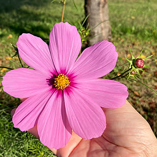 ピンクの花/秋の花/大輪の花/秋桜/コスモス...などのインテリア実例 - 2022-10-24 12:40:55