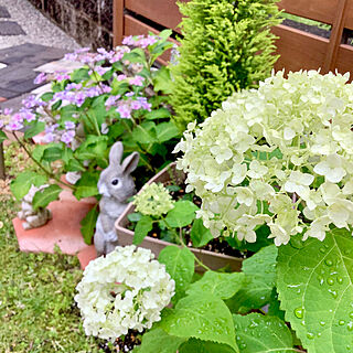 コニファー寄せ植え/ピンク紫陽花/紫陽花/庭の紫陽花/カラフル好き...などのインテリア実例 - 2023-05-30 09:10:59