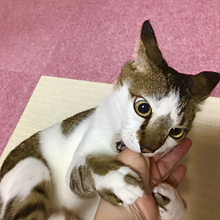 RCの出会いに感謝♡/カラフル好き/猫のいる日常/猫の居る暮らし(*˙︶˙*)☆*°/みて頂き有難うございます(^^)...などのインテリア実例 - 2021-06-27 22:47:56