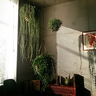 部屋全体/植物/エアープランツ/朝日のインテリア実例 - 2013-12-03 13:43:15