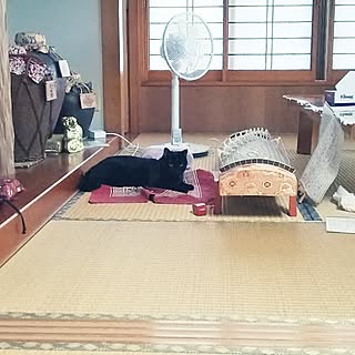 リビング/インテリアじゃなくてごめんなさい/ねこ部/実家/ねこ...などのインテリア実例 - 2015-10-12 18:33:35