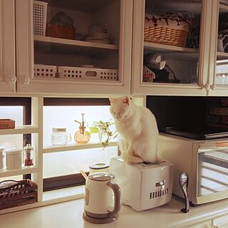 キッチン/炊飯器/白猫/猫/ネコ部...などのインテリア実例 - 2016-01-11 11:47:16