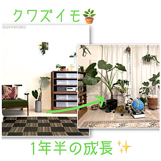 クワズイモ/コウモリラン板付け/グリーンアドバイザー/観葉植物/植物のある暮らし...などのインテリア実例 - 2021-12-04 15:09:28