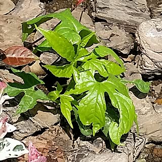 玄関/入り口/オキナワスズメウリ/植物/花のある暮らし/オキナワスズメウリ部のインテリア実例 - 2017-07-07 16:54:37