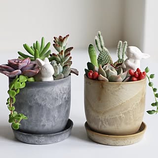 石鉢・寄せ植え鉢・多肉植物鉢・茶器鉢・蹲2個】オブジェ・庭石・置物