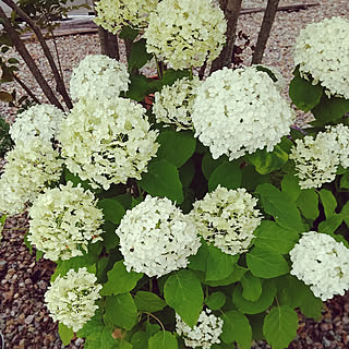 玄関/入り口/植物のある暮らし/グリーン大好き＊/ナチュラル/花のある暮らし...などのインテリア実例 - 2020-07-04 12:40:36