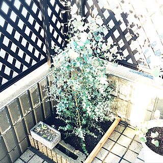 玄関/入り口/シンボルツリー/ユーカリ/庭木のインテリア実例 - 2017-05-15 10:14:04