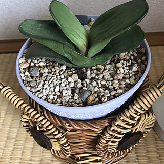 モモナチュラルの家具/モモナチュラル/観葉植物のある暮らし/観葉植物/シンプルな生活...などのインテリア実例 - 2023-04-27 00:45:50