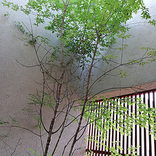 ベッド周り/アオダモの木/中庭/グリーンのある暮らし/格子...などのインテリア実例 - 2020-05-02 17:24:05