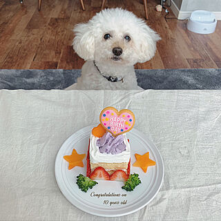 愛犬と暮らす家/おめでとう♡/10歳になりました♡/誕生日ケーキ/トイプードルと暮らす...などのインテリア実例 - 2020-03-21 19:25:33