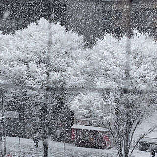 壁/天井/京都だよ❤︎/大雪警報のインテリア実例 - 2022-01-21 11:28:32