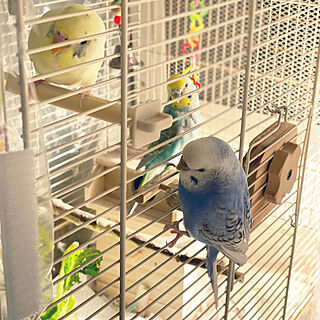 インコ飼ってます/インコの苦手な方ごめんなさい。/インコ大好き♡/インコゲージ/インコばっかりでごめんなさい。...などのインテリア実例 - 2020-12-14 11:55:54