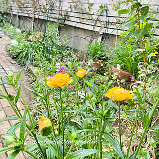 ラナンキュラス ラックス/植えっぱなし球根/秋植え球根/板壁DIY/ガーデニングが好き...などのインテリア実例 - 2023-04-02 09:31:39