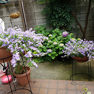 玄関/入り口/庭/紫陽花のインテリア実例 - 2020-06-21 11:28:27