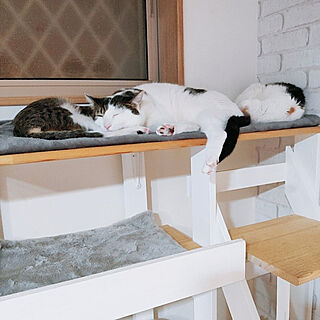 リビング/ねこのいる日常/保護猫/ねこと暮らす/猫用階段DIY...などのインテリア実例 - 2022-02-24 20:02:16