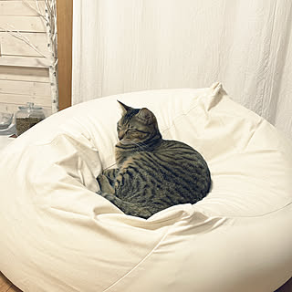 猫部屋/猫もダメにするソファ/カバー新調/体にフィットするソファー/無印良品...などのインテリア実例 - 2022-01-18 20:46:46