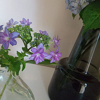 リビング/紫陽花/植物のある暮らし/季節を感じる暮らし/塗り壁...などのインテリア実例 - 2021-06-04 10:32:27