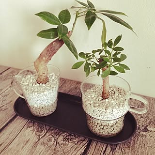 キッチン/ダイニングテーブルの上/ダイソーの観葉植物/植え替え後/100均ﾘﾒｲｸのインテリア実例 - 2014-06-23 14:01:29