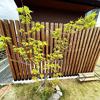木目外壁/新緑の季節/庭の芝生/土間のある暮らし/木の格子...などのインテリア実例 - 2021-04-12 19:00:31