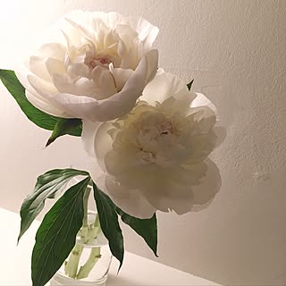 棚/ig→amanatsu2627/シンプルインテリア/シンプルな暮らし/花のある暮らし...などのインテリア実例 - 2017-06-27 08:17:11