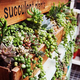 壁/天井/succulent plants/すのこ棚/多肉の寄せ植え/DIY...などのインテリア実例 - 2016-10-19 22:27:46