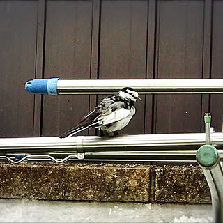 鳥/遊びに来てくれる鳥さん/白い家/犬との暮らし♪/明るい家...などのインテリア実例 - 2022-01-30 19:58:22