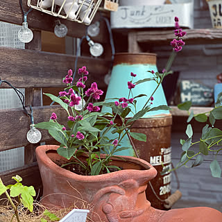 千紅花火のインテリア実例 Roomclip ルームクリップ