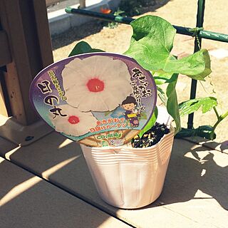 花/ガーデニング/ガーデン/植物/庭...などのインテリア実例 - 2014-05-16 10:14:32