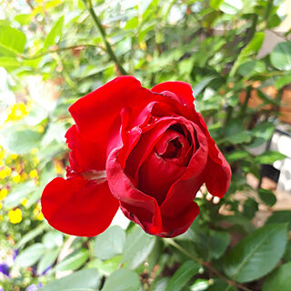 玄関/入り口/薔薇鉢植え/バラ/薔薇/赤バラ...などのインテリア実例 - 2022-05-02 20:52:32