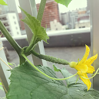 ルーフバルコニー/バルコニーからの景色/食卓テーブル/家庭菜園♡/植物のある暮らし...などのインテリア実例 - 2019-07-19 07:27:27