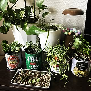 棚/植物/100均/多肉植物/観葉植物のインテリア実例 - 2017-06-23 15:44:50