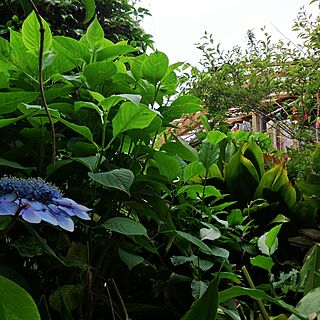 庭/庭という名のジャングル๑๑๑/山紫陽花/ベランダみえてきた♪のインテリア実例 - 2014-06-14 16:27:37