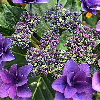 庭から/紫陽花が好き♡/紫陽花のドライフラワーが好きのインテリア実例 - 2021-07-06 21:12:01