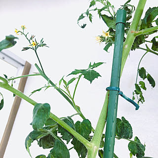 部屋全体/蕾が膨らみ始めました/蕾がいっぱい/花が咲きました/実になりかけ途中...などのインテリア実例 - 2023-10-31 01:48:13