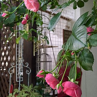 玄関/入り口/パーゴラ/グリーンカーテン/薔薇が好き/ばら...などのインテリア実例 - 2016-05-13 19:10:36