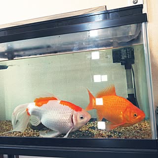 玄関/入り口/玄関に金魚/風水が気になる/玄関が広かったら/猫のいる暮らし...などのインテリア実例 - 2017-06-10 09:37:17