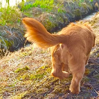 玄関/入り口/インテリアじゃなくてごめんなさい/犬部/RCの皆さまに感謝♡/いぬばかりですみません。...などのインテリア実例 - 2015-06-10 06:03:54